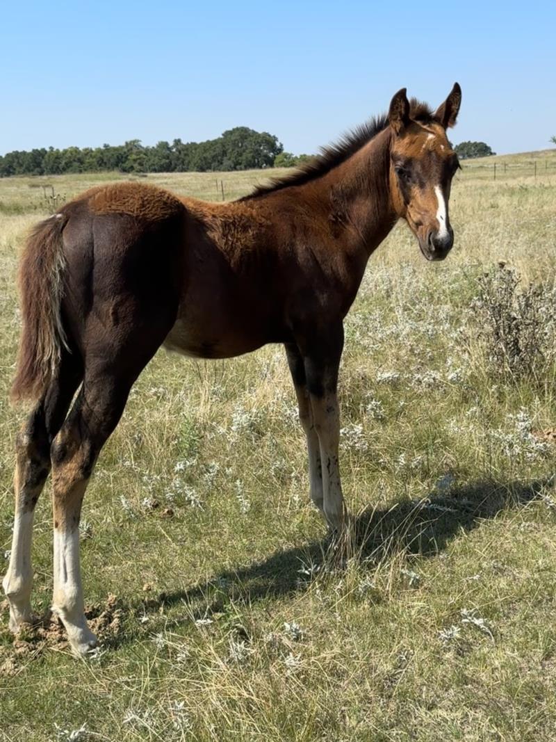 Rebel x Brown colt